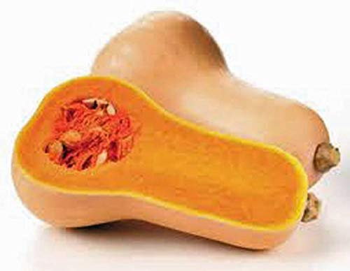 Germinazione I Semi: (5) Butternut AKA Bianco Noce, Juglans Cinerea Albero Seeds - Comb. S & H