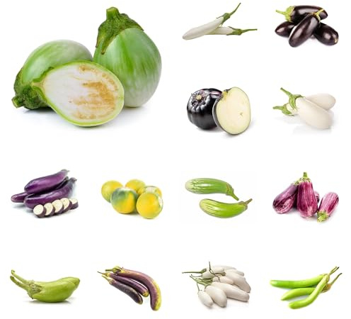 semi di melanzane biologiche esotiche resistenti melanzana coltivazione di verdi da appartamento da appartamento esotiche 150pcs