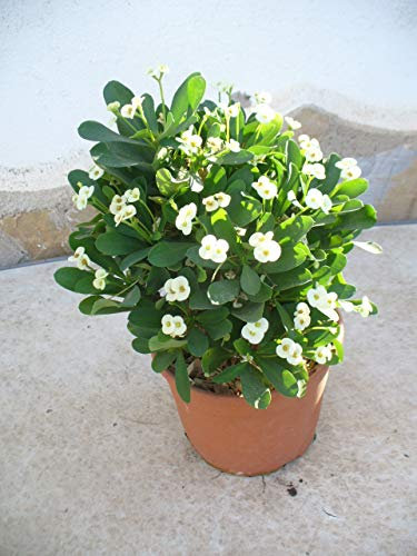 Euphorbia milii - Espina de cristo - blanca/una planta 35-45 cm