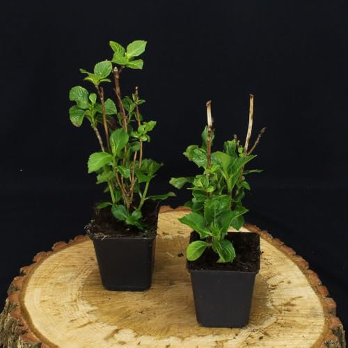 3 Stück Hydrangea Macrophylla von INTRAGARTEN | mehrjährige und winterharte rosa blühende Bauernhortensie im Topf
