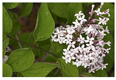 RP Seeds Syringa microphylla (Dwarf Lilac) - 25 Seeds
