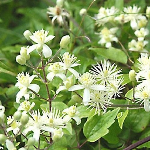 3 x Clematis Vitalba: Köp 3, betala för 2 - Vit, perenn och härdig | 3 x 1,5 liters krukor