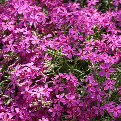 Pianta vera di Phlox subulata Atropurpurea - Diametro Vaso Ø 9 cm