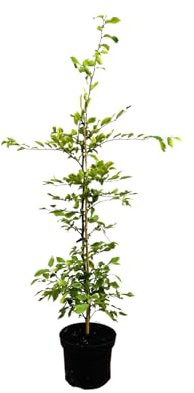 Carpinus betulus 80–120 cm – Winterhart, Mehrjährig, Pflegeleicht – Hainbuche – Heckenpflanze für Garten & Sichtschutz