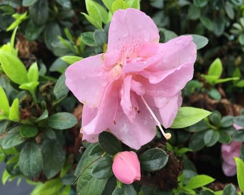 Graines de fleurs de rhododendron 100 pièces rose clair