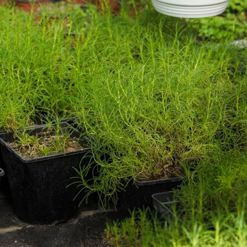 Semi di dragoncello, copertura del terreno prodotti sostenibili semi di giardino di da giardino roccioso resistenti resistenti 300pcs