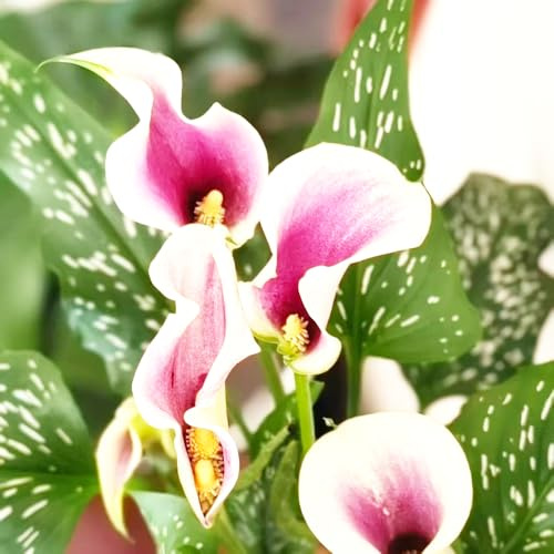 bulbi calla giardino balcone decorativo balcone decorazione balconi esotici riverdimento tetti 12pcs