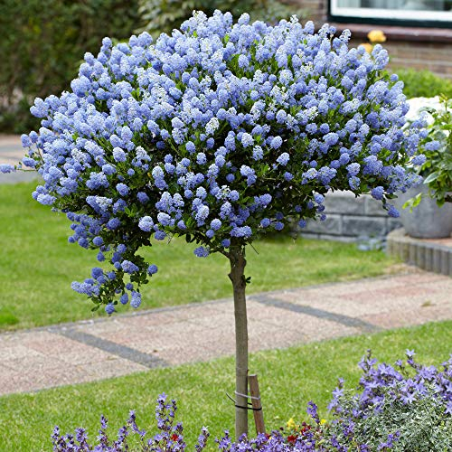 YouGarden Pair of Hardy Californian Lilac Ceanothus Standard Trees, Established Plants in 3L Pots, 80-90cm Tall, Blue Flowers, UK Hardy Garden Plants