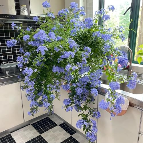 Bleiwurz Pflanze Samen, schnittblumen samen Ceratostigma plumbaginoides - kletterpflanzen winterhart schnellwachsend blumenwiese samen exotische samen, wildblumensamen stauden 60pcs