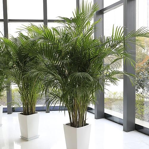 30 pcs goldfruchtpalme zimmerpflanze samen - winterharte kübelpflanzen Chrysalidocarpus lutescens,Dypsis lutescens, luftreinigende zimmerpflanzen gartenarbeit balkonpflanzen pflanzen