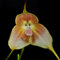 Affen Orchidee Samen, Dracula simia, pflanzen für draußen winterhart Affengesicht Orchidee Pflanze Samen, steingartenpflanzen winterhart affengesicht orchidee pflanze kaufen pflanzen 300pcs