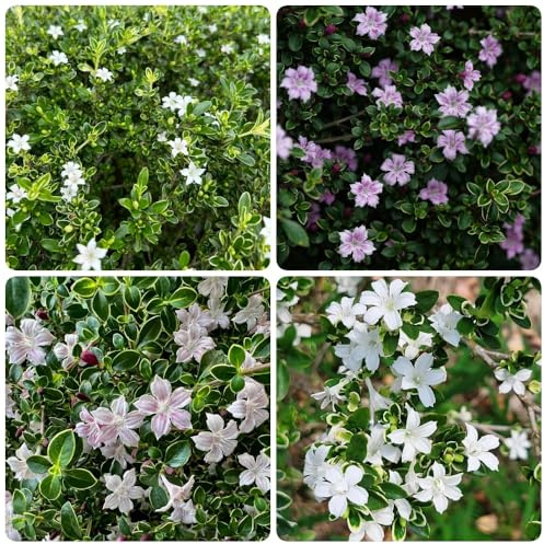 Semi di Serissa foetida, Le da balcone sono perenni resistenti arbusti sempreverdi 120pcs