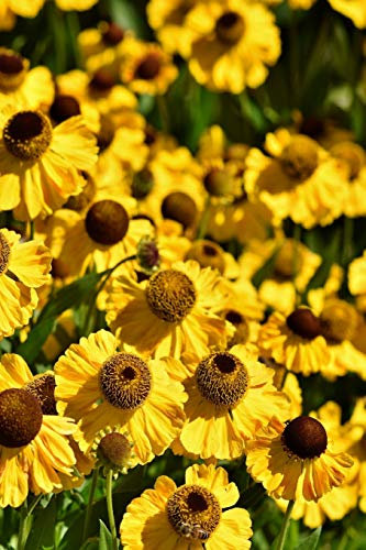 CONEFLOWER NOTEBOOK: Bright and colorful, these perennials are daisy-like with raised centers, the seeds found in the dried flower heads attract birds as well as butterflies.