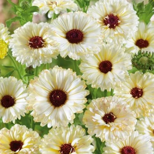 semi di calendula - arredamento del soggiorno resistenti in vaso giardino biologiche copertura terreno 200pcs