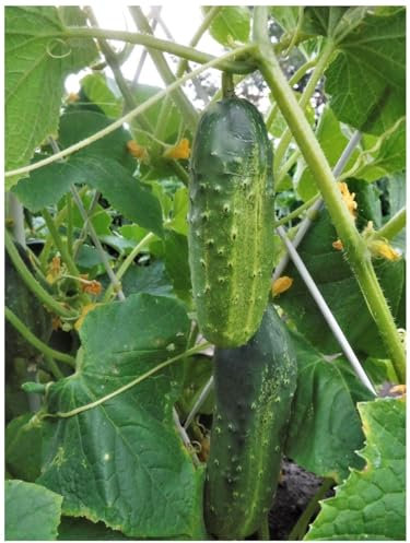 PREMIER SEEDS DIRECT - Cucumber - MARKETMORE 76-100 Finest Seeds