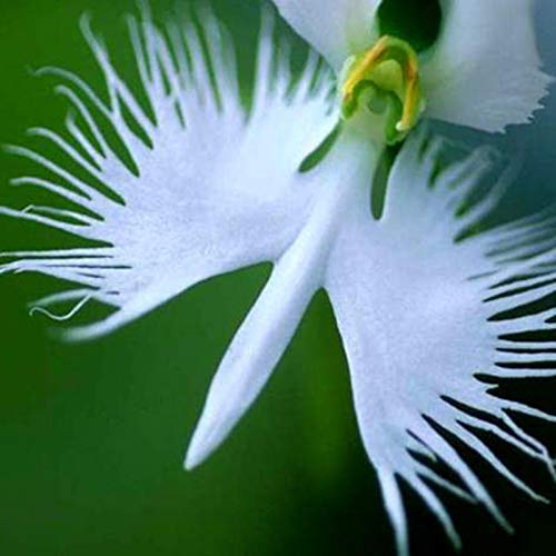 TOYHEART 100 Stück Premium Blumensamen, Reiher Orchideensamen Lebensfähige Zierpflanzen White Bloom Indoor Outdoor Pflanzensamen Für Parterre Weiß