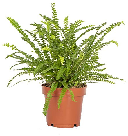 Bloomique - Nephrolepis Duffi - Fougère frisée - Plante d’intérieur - Dépolluante - Sans danger pour les animaux - 20-30 cm de haut - Pot 12 cm