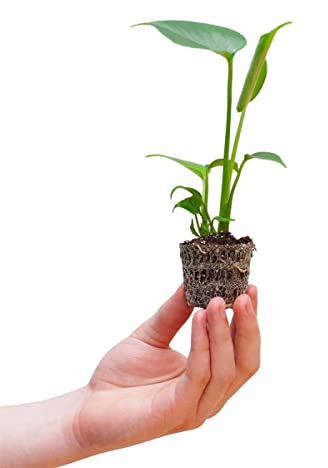 PLNTS - Baby Monstera Deliciosa Swiss Cheese Plant - plante d'intérieur - 4 cm boutures - Hauteur 20 cm