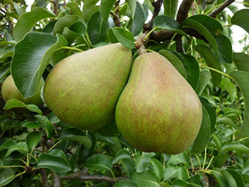 Garden Market Place Dwarf Patio Fruit Tree- Pear- Variety 'Doyenne du Comice' - Approx 75cms Tall -