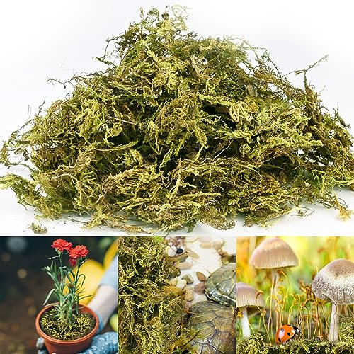 300g Dried Forest Moss for Potted Plants Green Artificial Moss Decoration Natural Sphagnum Moss for Terrarium Decor, Orchid Soil Medium (8 Quarts)