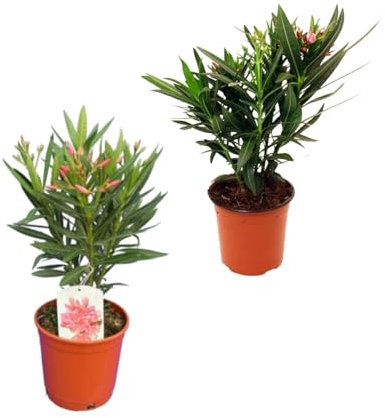 Set de 2 Adelfa - Árbol Natural Perfecto para la Decoración del Exterior del Hogar