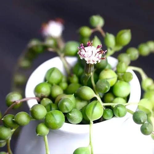 grünlilie kaufen samen, kletterpflanzen, winterharte stauden mehrjährig bienenweide mehrjährig, blumen winterhart bonsai samen, topfpflanzen echt bodendecker samen winterhart, blumen 50pcs