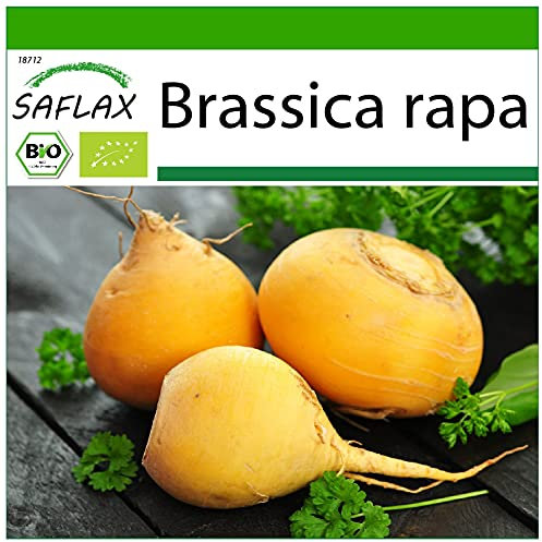SAFLAX - BIO - Cavolo rapa - Goldana - 500 semi - Brassica rapa