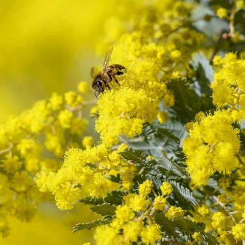 Mimosa Acacia dealbata pianta in vaso 4 litri con canna h. oltre 2 metri Vivaio di Castelletto