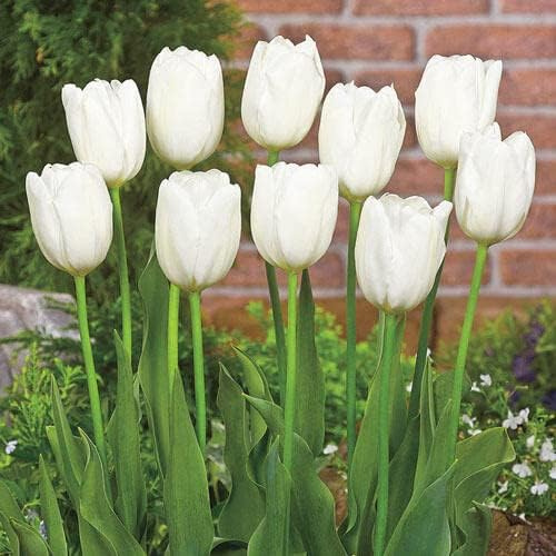 Bulbos de tulipán blanco para plantar, 20 bombillas sin OMG, impresionantes tulipanes blancos de boda para camas de jardín, bordes, contenedores, forzamiento interior y elegante decoración de