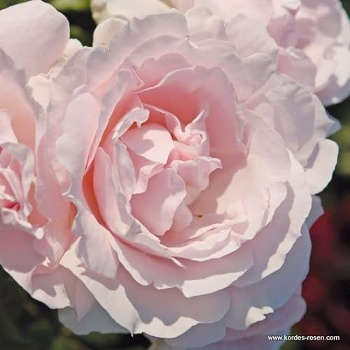 2x Rosier à fleurs groupées 'Constance Mozart' – Kordes Parfuma roos Plant-o-fix-pot | Rosier parfumé, fleurs roses romantiques, idéal massif & terrasse