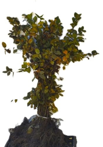 Hainbuche Carpinus betulus Hagebuche heimischer Laubbaum Heister wurzelnackt 10 Pflanzen im Bund