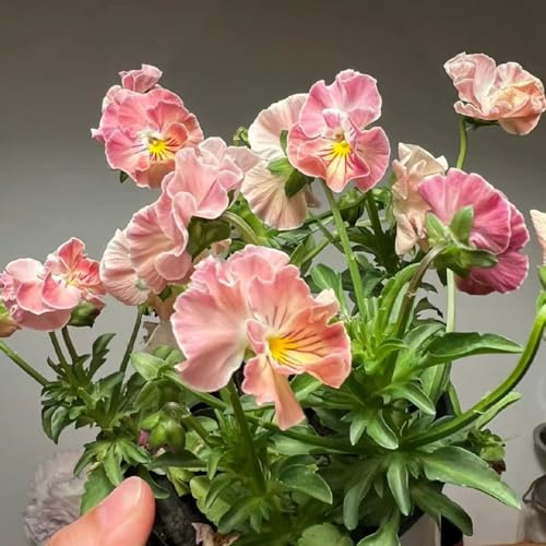 semi di viola del pensiero, raro in vaso, di, esotiche resistenti, adatte al pieno sole arredamento soggiorno interno 100pcs
