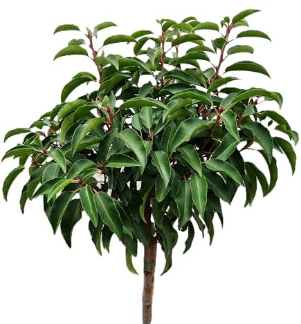 Portugiesischer Kirschlorbeer 'Prunus Myrtifolia' Hochstamm 125-150 cm Winterhart Freilandaufzucht