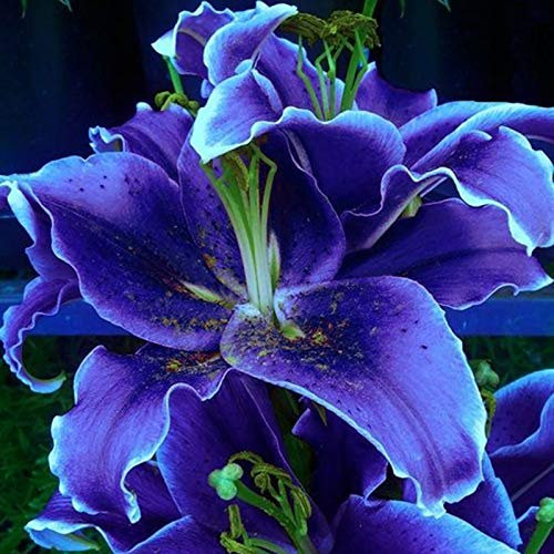 Benoon Semillas De Lirio, 100Pcs / Bolsa Semillas De Lirio Sunshine Needed Semillas De Lirio Bonsái No Híbridas De 8 Colores Para Bonsái Azul
