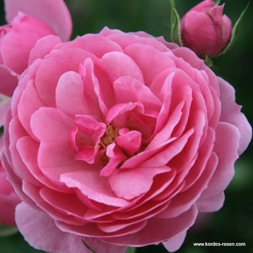 2x Rosier à fleurs groupées 'Pomponella' – Kordes Feeërieke roos Plant-o-fix-pot | Rosier compact, fleurs roses pompon, idéal massif romantique