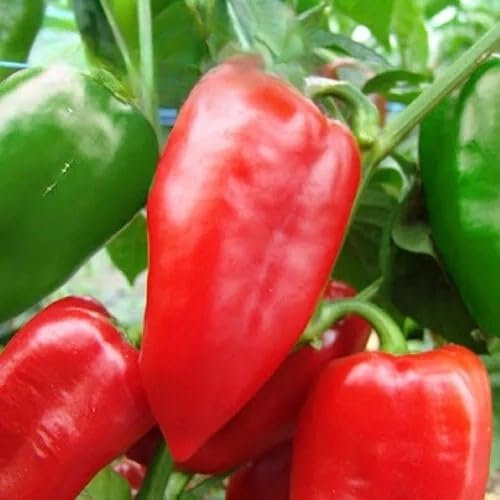 Capsicum annuum Sweet Pepper Sandra 30 Seeds + Plant tag + Freebie