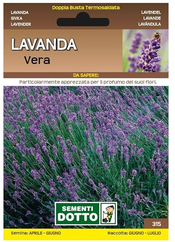 Sicignano | Semi Lavanda Vera - Pianta Perenne con Fiori Violacei, Busta Extra - 2 Confezioni da 0.6g, Raccolta Estate