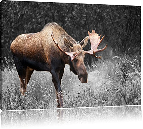 Pixxprint prächtiger Elch auf Wiese B&W, Größe: 120x80cm, Leinwandbild, fertig gespannt, Wandbild, Dekoration, Kunstdruck, kein Poster