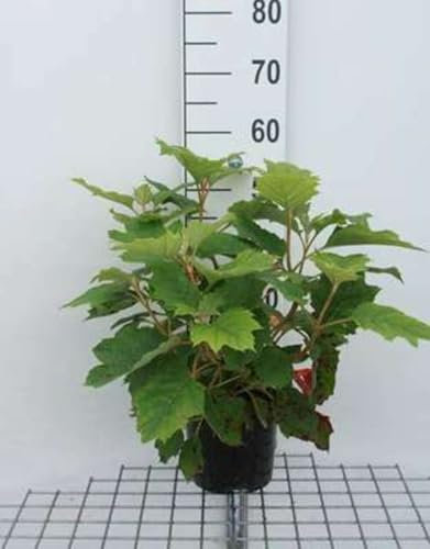 Hydrangea querc. 'Snowflake' - Hortensia Ã€ Feuilles De Chêne 30-40 cm en pot