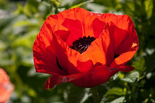Saatgut für Papaver Somniferum, Türkischer Mohn, 1000 Samen