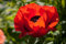 Saatgut für Papaver Somniferum, Türkischer Mohn, 1000 Samen