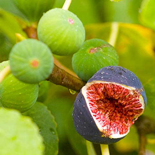 Ficus Brown Turkey Arbre Fruitier Figuier | Meilleures Plantes d'extérieur en Cadeau | 20-30 cm en Pot