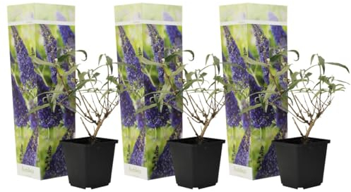 Plant in a Box - Buddleja davidii 'Bleu Nanho' - Set de 3 - Lilas papillon résistant à l'hiver - Lilas d'été - Arbuste à papillons - Pot 9cm - Hauteur 25-40cm
