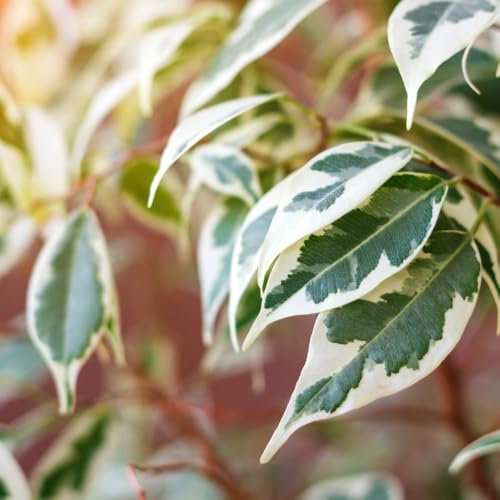 Ficus benjamina - Weeping Fig for Elegant Indoor Greenery 12cm Pot x 2 by Thompson & Morgan