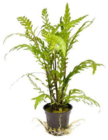 WASSERPFLANZEN WOLFF - ein Topf Fiederspaltiger Wasserfreund/Hygrophila pinnatifida, Gebuchteter Wasserfreund, Blatt-Unterseite in sattem Wein- bis Burgunderrot | Aquascaping