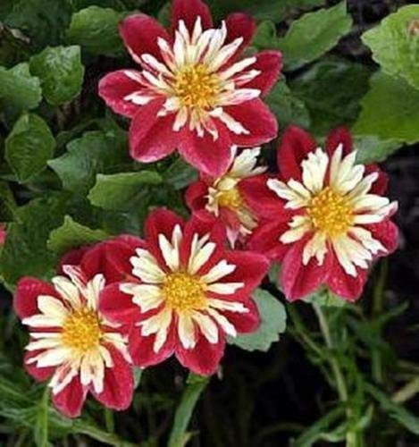 25 Dahlia Seeds Arlecchino Annual Mix