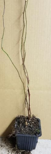 Rosa multiflora 'Inermis' / Rosier multiflore/Godet/Plante grimpante