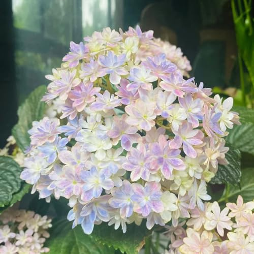 Hortensias - trepadoras resistentes cortadas Decoración de oficina con balcón invernadero cama elevada de orgánicas jardín 550Semillas