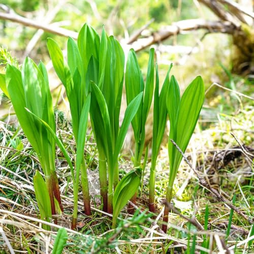 semillas de ajo silvestre, resistente en jardín jardín interior decoración sala estar 550pcs