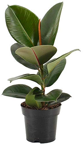 Ficus Robusta - Rubber Plant - Indoor Houseplant for Home or Office - Potted House Plants for Small and Large Spaces - Striking Green Foliage Leaves (30-40cm Incl. Pot)